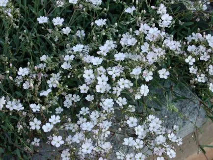 respirație specii perene Cultivarea copilului, de plantare și îngrijire, fotografia culori (tipuri) respirație specii perene Cultivarea copilului, de plantare și îngrijire, foto color