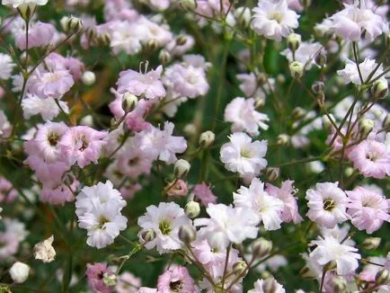 respirație specii de creștere copilului perene, de plantare și îngrijire, fotografii de flori (ipcărigea fotografie perene de îngrijire de plantare de o cultivare de semințe de flori în aer liber) respirație specii perene Cultivarea copilului, de plantare și îngrijire, foto color