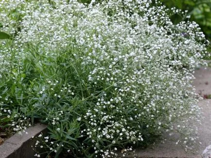 respirație specii de creștere copilului perene, de plantare și îngrijire, fotografii de flori (ipcărigea fotografie perene de îngrijire de plantare de o cultivare de semințe de flori în aer liber) respirație specii perene Cultivarea copilului, de plantare și îngrijire, foto color