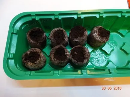 Cultivarea răsaduri de roșii în pelete de turbă