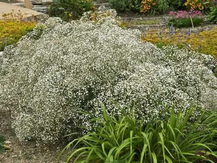 respirație specii perene Cultivarea copilului, de plantare și îngrijire, fotografia culori (pe termen lung) respirație specii perene Cultivarea copilului, de plantare și îngrijire, foto color