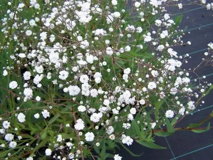 respirație specii perene Cultivarea copilului, de plantare și de îngrijire, de fotografie culorile (respirația copilului) respirație specii perene Cultivarea copilului, de plantare și îngrijire, foto color
