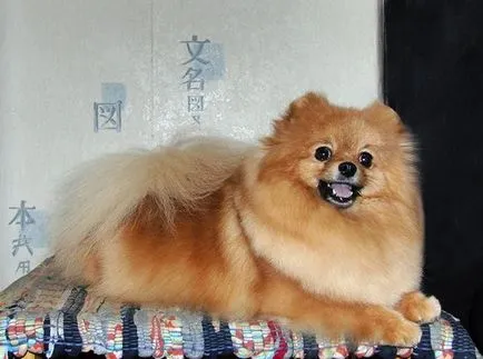 educație Spitz