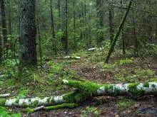 Bialowieza National Park Forest