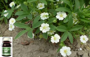 cinquefoil tinctura albă - un panaceu pentru sănătate și longevitate (mijloace) cinquefoil tinctura albă - un panaceu pentru sănătate și longevitate