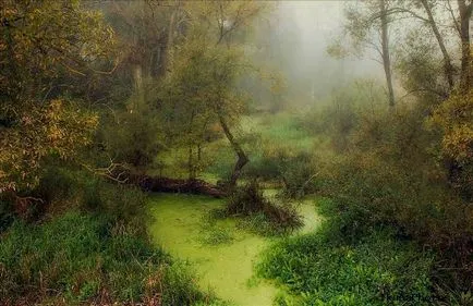 Bialowieza National Park Forest
