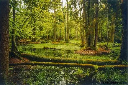 Bialowieza National Park Forest