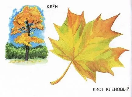 Numele copacilor și frunzele lor