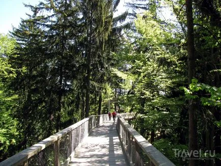 călătorie Parcul Național Pădurea Bavareză prin vârfurile copacilor (parc) călătorie Parcul Național Pădurea Bavareză prin vârfurile copacilor