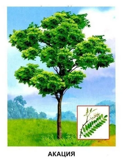 Numele copacilor și frunzele lor