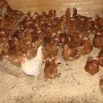 Cel mai interesant al găinilor ouătoare pui de găină și o prezentare generală a caracteristicilor, fotografii și video (foto) Cel mai interesant al găinilor ouătoare pui de găină și o prezentare generală a caracteristicilor, fotografii și video