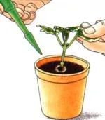 Totul despre îngrijirea plantelor de interior pe - Totul despre plante de interior pe (plante alimentare) Totul despre îngrijirea plantelor de interior pe - Totul despre plante de interior pe