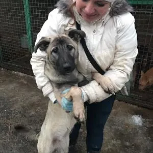 Ia catelul sau adolescent sobaku- dintr-un adăpost în mâini bune