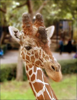 Toate informațiile despre girafe habitat, comportament, fiziologie, în special tipul și fapte interesante