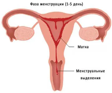 Totul despre menstruație la adolescenți - fete (fetele pot fi confuz) Totul despre menstruație la adolescenți - fete