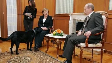 Totul despre câini în cazul în care lui Putin Labrador Connie, dacă prietenii Buffy JME, soarta pudel Tosi, știri