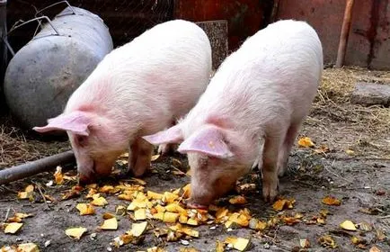 Totul despre casa de conținut porci de reproducție, îngrijire și porci pentru reproducere (purcei) Totul despre casa de conținut porci pentru reproducere, de îngrijire și de creștere a porcilor