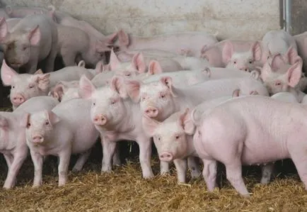 Totul despre porci pentru reproducere în întreținere acasă, de îngrijire și porci pentru reproducere (porcine) Totul despre casa de conținut porci pentru reproducere, de îngrijire și de creștere a porcilor