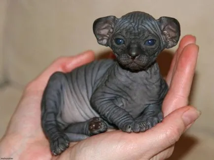 Tot ce trebuie sa stiti despre Sphynx de reproducție