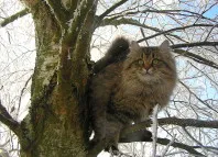 Natura pisica siberian