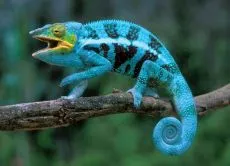 Chameleon la domiciliu