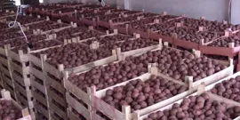 Depozitarea varză în timpul iernii - cum să păstreze video de legume proaspete