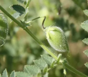 Humus - ce este