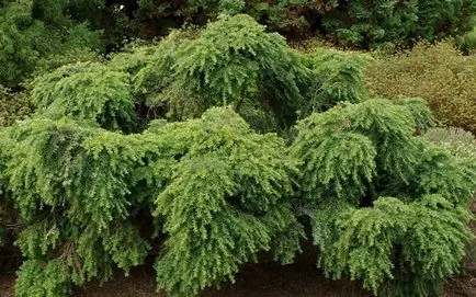 Conifer cucuta fotografie și descriere, specii și soiuri de plante cucuta