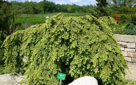Conifer cucuta fotografie și descriere, specii și soiuri de plante cucuta