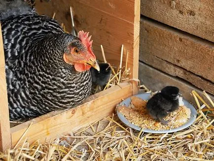 Caracteristicile rasei de pui amroks cu fotografii și recenzii ale reprezentanților crescătorilor (foto) Caracteristicile rasei de pui amroks cu fotografii și recenzii ale reprezentanților crescătorilor