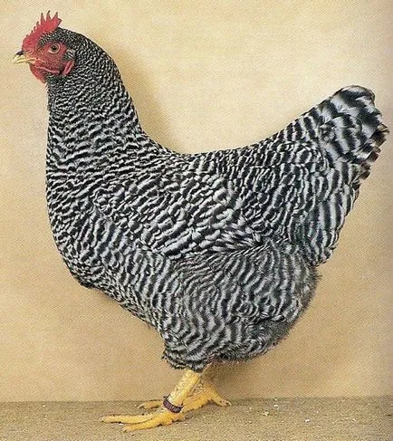 Caracteristicile rasei de pui amroks cu fotografii și recenzii ale reprezentanților crescătorilor (foto) Caracteristicile rasei de pui amroks cu fotografii și recenzii ale reprezentanților crescătorilor