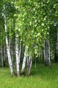 Sunt acasă - plante farmece