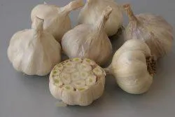 cultivarea usturoiului de primăvară și de întreținere în câmp deschis