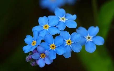 Limba de flori este vorba despre un buchet dat