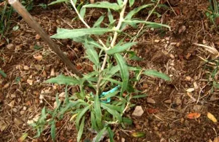Goji - îngrijirea și cultivarea țării (în creștere) Goji - îngrijirea și cultivarea țării