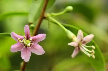 Goji - îngrijirea și cultivarea țării (boabe) Goji - îngrijirea și cultivarea țării