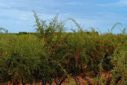 Goji - îngrijirea și cultivarea țării (Goji) Goji - îngrijirea și cultivarea țării