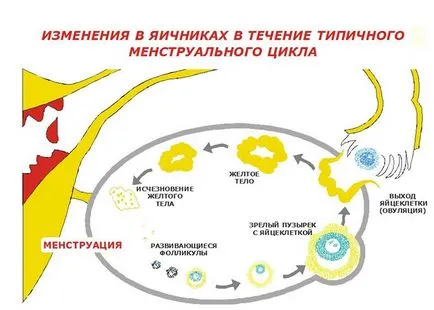 Ovarele la femei locație, în cazul în care dimensiunea, funcția