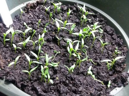 Goji - îngrijirea și cultivarea țării (în creștere) Goji - îngrijirea și cultivarea țării