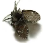 Bred țînțari negru în culori (camera) - cum să scape de decât spray, ce să facă (culori) Bred țînțari negru în culori (camera) - cum să scape de decât spray, ce să facă