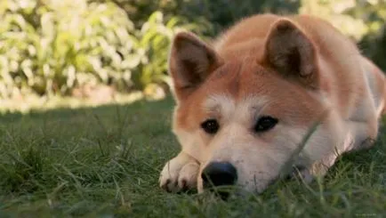 Conspirație pentru a găsi pisica de companie lipsă, câini (conspirație pentru a găsi animale de companie pierdute se întoarcă acasă) Conspirație pentru a găsi lipsă pisica pentru animale de companie, câine