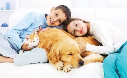 Conspirație pentru a găsi pisica de companie lipsă, câini (conspirație) Conspirație pentru a găsi lipsă pisica pentru animale de companie, câine