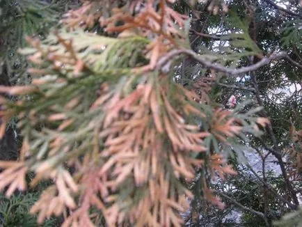 Dries Thuja - ce ne afla cauza si posibilele probleme (rețete) Dries Thuja - ce ne afla cauza si posibilele probleme