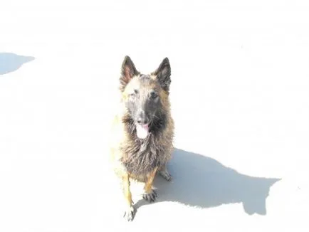 Plot cu privire la modul de a găsi animalele de companie pierdute
