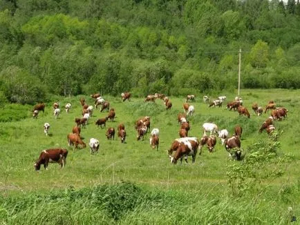 Conspirație pentru a găsi pisica de companie lipsă, câini (conspirație) Conspirație pentru a găsi lipsă pisica pentru animale de companie, câine