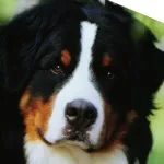 Descriere Mountain Dog câine rasa caracter elvețian de pui, fotografii