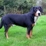 Descriere Mountain Dog câine rasa caracter elvețian de pui, fotografii