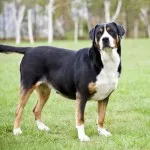 Descriere Mountain Dog câine rasa caracter elvețian de pui, fotografii