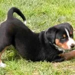 Descriere Mountain Dog câine rasa caracter elvețian de pui, fotografii