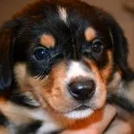 Descriere Mountain Dog câine rasa caracter elvețian de pui, fotografii